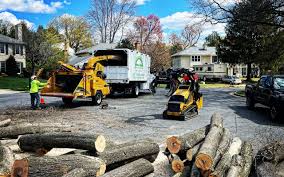 Best Root Management and Removal  in South River, NJ