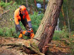 Best Stump Grinding and Removal  in South River, NJ