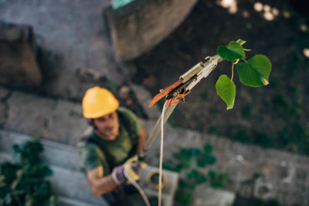 Best Tree Removal  in South River, NJ