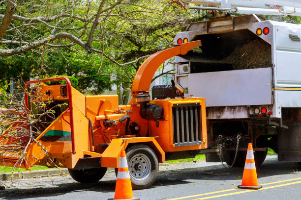 Best Lawn Grading and Leveling  in South River, NJ