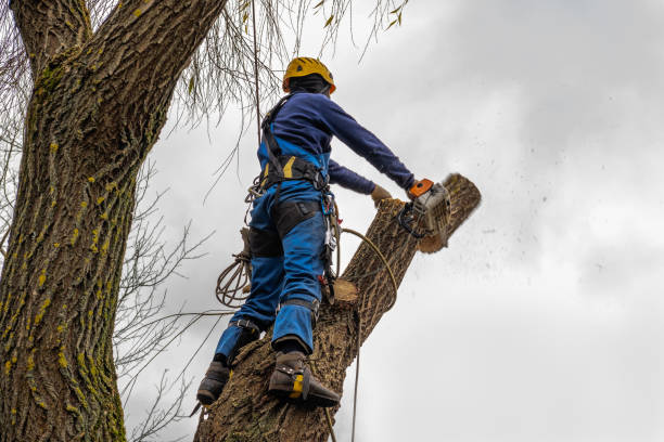 Best Tree Cabling and Bracing  in South River, NJ