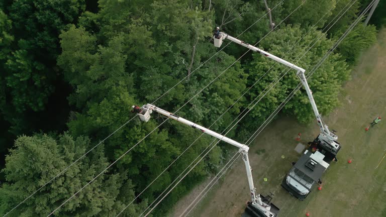 Best Tree Maintenance Programs  in South River, NJ