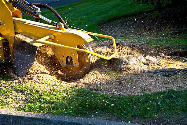 Best Lawn Disease Treatment  in South River, NJ