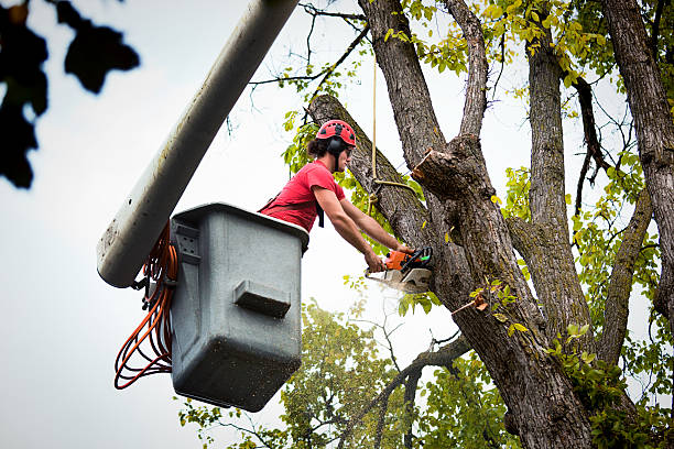 Best Commercial Tree Services  in South River, NJ