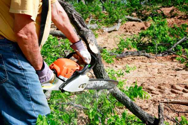 Tree and Shrub Care in South River, NJ